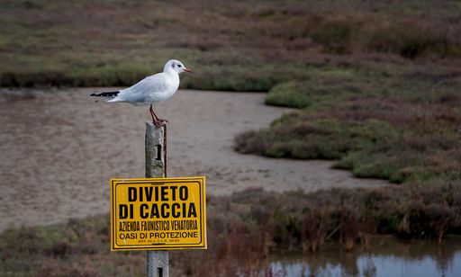 A small white seagull standing on a yellow warning sign in Italian that forbids hunting
