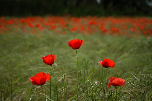 A beautiful shot of red tulips in a garden during the day