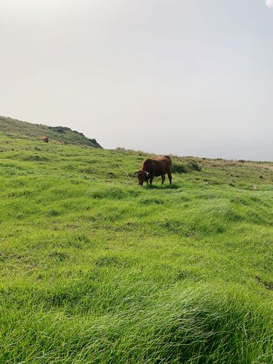 A beautiful shot of a Salers cattle cow in a large green pasture in Tanzania Safari with blue sky