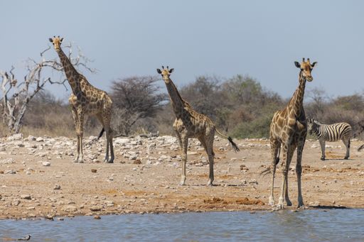 A shot of a group of giraffes in front of waterhole and zebra in the background