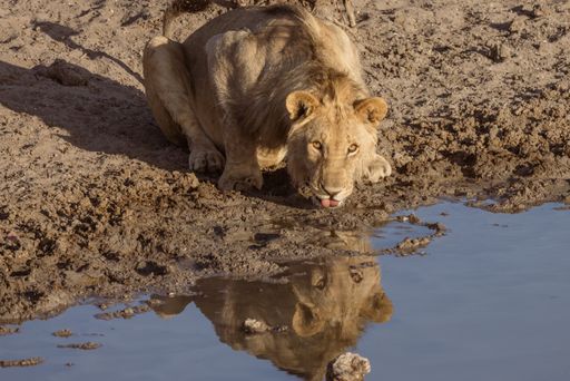 A shot of a lion drinking from the pond and looking to camera in Namibia Wildlife