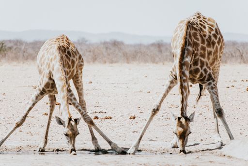 The giraffes are drinking water from a pond in Namibia Wildlife Safari, Africa