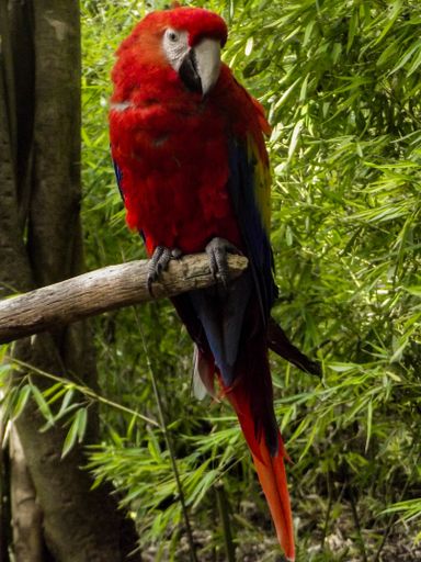 A closeup shot of a colorful macaw parrot sitting on a branch surrounded by green trees