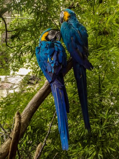 A closeup shot of a colorful macaw parrot sitting on a branch surrounded by green trees