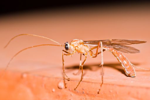 A macro shot of the blood-sucking  Mosquito