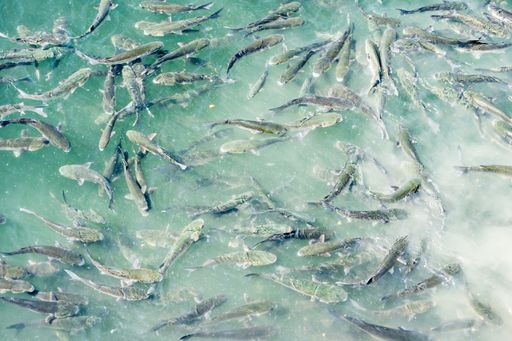 A high angle shot of fish swimming in the crystal clear water