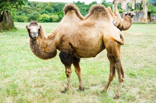 The Bactrian brown camels on the grass