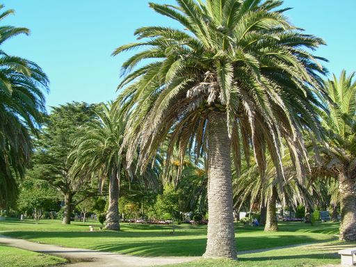 A beautiful shot of growing palm trees on the landscape under a blue clear sky