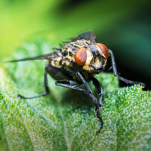 A closeup shot of a fly on a green leaf with blurred background
