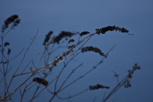 A closeup shot of a black plant with a blurred background