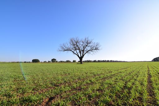 A beautiful shot of a growing lone tree in the field under a blue sky