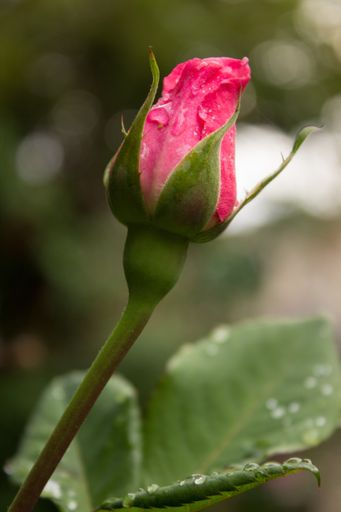 A vertical selective focus shot of a blooming pink rose with greenery on the background