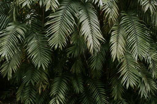 A texture of palm tree leaves - perfect for wallpaper or background