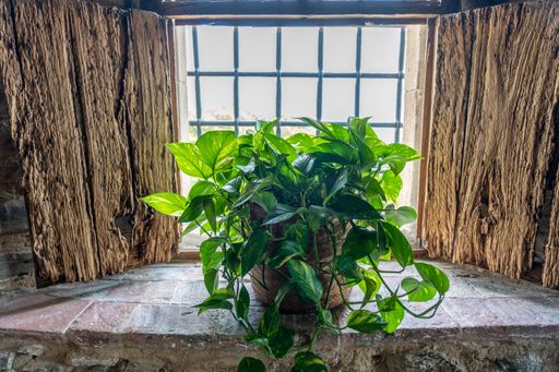 A close up shot of vibrant green devil's ivy plant decorating the window