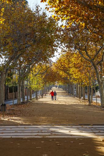 A mesmerizing shot capturing a couple walking in an autumnal park