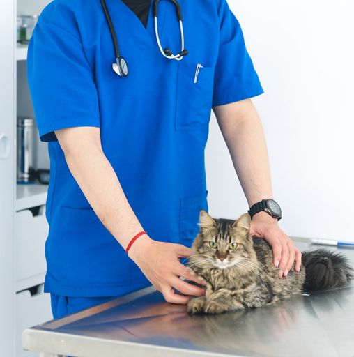 A vertical shot of a veterinarian wearing a stethoscope caring for a domestic cat