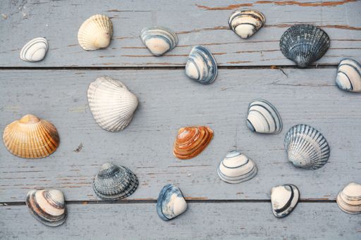 A high angle view of different seashells on a wooden table under the lights - nice for wallpapers