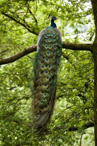 A vertical selective focus shot of a peafowl witting o the branch of a tree
