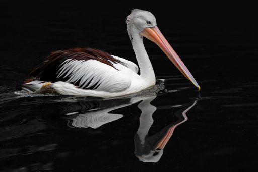 A closeup shot of an Australian pelican swimming in the lake and making ripples on the black background