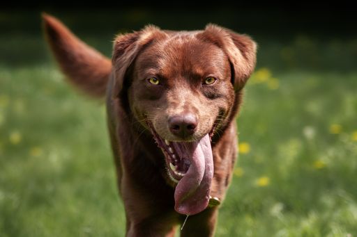 A closeup shot of a dark brown Labrador retriever looking straight into the camera