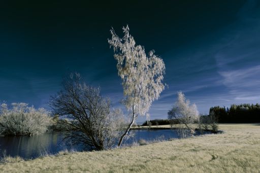 A scenic view of the lake surrounded by trees in the winter on a sunny day