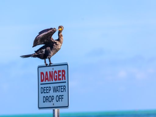 A cormorant perched on sign in Key Biscayne, Miami