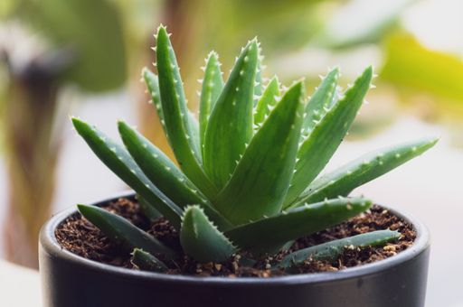 A shallow focus closeup shot of an Aloe Vera plant in a pot