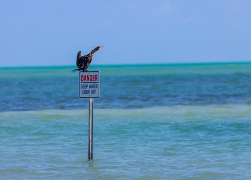 A beautiful shot of a Great cormorant bird standing on a sign warning for deep water in a sea