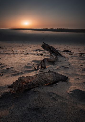 A closeup of old tree wood on the sand in a dessert during sunset