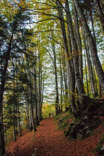 A vertical image of undisturbed leaves on a trail through the woods with a man waking in the distance