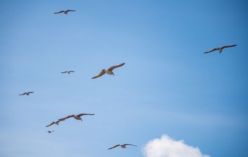 A flock of seagulls flying in the blue clear sky