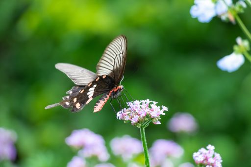 A scenic view of a butterfly perched on a purple flower on a blurred background