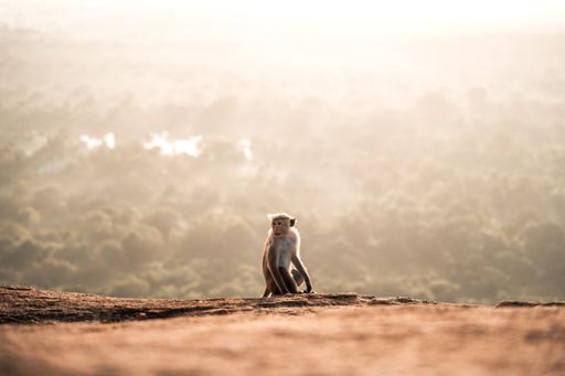 A natural view of a monkey on Pidurangala Rock in Sri Lanka during Sunrise