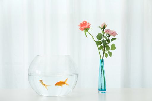A transparent bowl with golden fish and the roses in a vase on a     white table