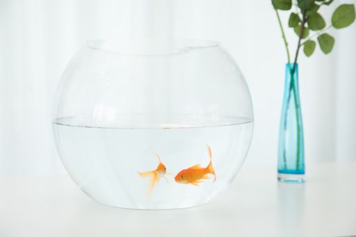 A transparent bowl with golden fish and the flowers in a vase on a     white table