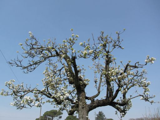 Pear tree with blossoms against the blue sky in Tuscany, Italy during spring