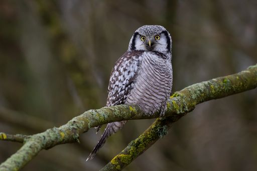 A selective focus shot of a Northern hawk owl perched on a tree branch