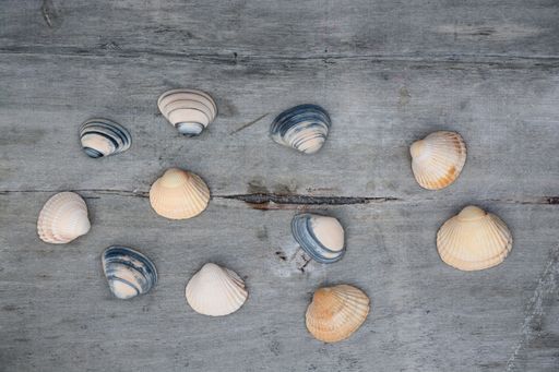 A high angle top view closeup shot of seashells arranged on a wooden surface