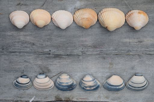 A high angle top view shot of seashells arranged on a wooden surface