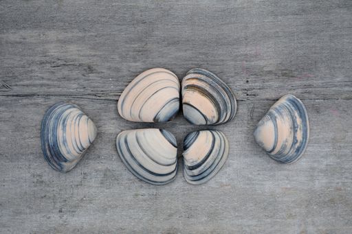 A high angle top view shot of seashells arranged on a wooden surface