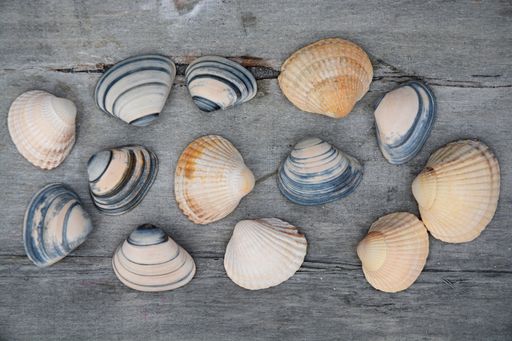 A high angle view of different seashells on a wooden table under the lights - nice for wallpapers