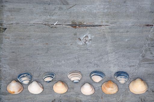 A high angle view of different seashells on a wooden table under the lights - nice for wallpapers