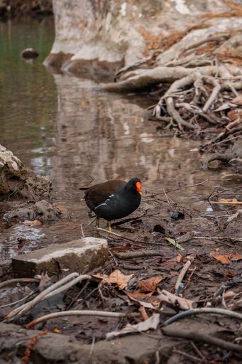 A vertical shot of a Gallinula chloropus near a lake during the day
