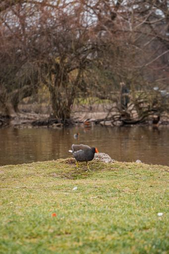 A vertical shot of a Gallinula chloropus near a lake during the day