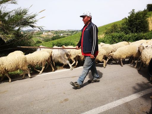 shepherd with flock of sheep on the road  in abruzzo ,italy
