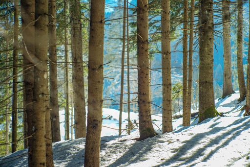 A beautiful shot of some tall tree bottoms on a field covered in snow.