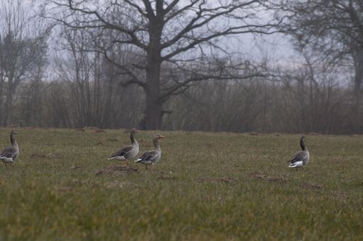 A grey geese walks on green meadow against a forest background under a cloudy sky