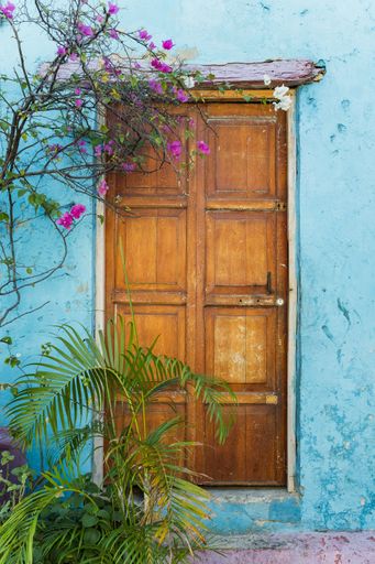 The vertical shot of a wooden door with blue wall and green plants on the streets of Cartagena, Colombia