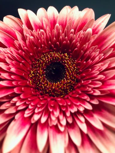 Pink Gerbera daisy close-up with filte