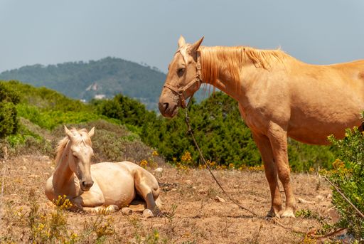 The two Spanish horses resting in the field in Majorca, Spain